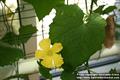 Vietnamese luffa ، dishrag gourd, rag gourd, sponge gourd ، vegetable-sponge ، smooth luffa 